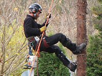 Bild 1 Baumdienst Harzer in Dresden