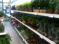 Bild 4 Holland Blumenshop in Falkenstein/Vogtl.