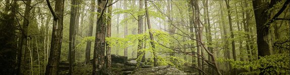 Bild 1 Holzwaren-Eckert in Großrückerswalde