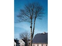 Bild 1 Baumpflege & Baumfällung Bach GbR in Drebach