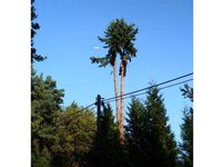 Bild 3 Baum-Haus-Service in Elstra