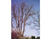 Bild 3 Baumpflege & Baumfällung Bach GbR in Drebach