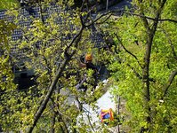 Bild 12 Baum-Haus-Service in Elstra