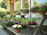 Bild 3 Kluge in Reichenbach im Vogtland