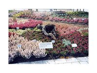 Bild 2 Gartenbau Ernst Risse Inh. Reinhild Hellenberg in Coswig