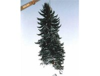 Bild 6 Baumpflege & Baumfällung Bach GbR in Drebach