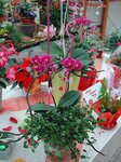 Bild 5 Gartenbaubetrieb Ziegengeist in Zwickau