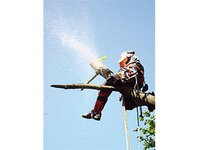 Bild 10 Baumpflege & Baumfällung Bach GbR in Drebach