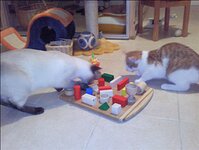 Bild 3 Katzenpension Geschenkartikel in Augustusburg
