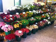 Bild 6 Holland Blumenshop in Falkenstein/Vogtl.