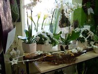 Bild 2 Chemnitzer Blumenring Einzelhandelsgesellschaft mbH in Chemnitz