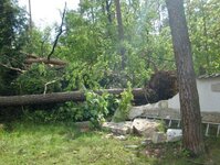 Bild 7 Baum-Haus-Service in Elstra