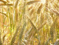 Bild 13 Mildenauer Agrar AG in Mildenau