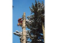 Bild 4 Baumpflege & Baumfällung Bach GbR in Drebach