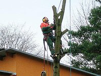 Bild 1 Baumdienst André Funke e.K. in Dresden
