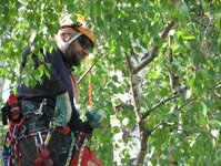 Bild 10 Andreas Deppner Baumpflege in Radebeul