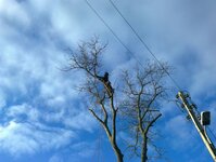 Bild 9 Baumdienst Harzer in Dresden