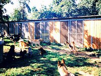 Bild 9 Tierpension Niederau in Niederau