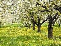 Bild 1 Schedewie Frank Forst-& Landschaftspflege Hausmeisterdienst in Großröhrsdorf
