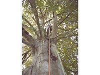 Bild 5 Baumpflege & Baumfällung Bach GbR in Drebach