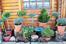 Bild 2 GartenBaumschule Lux in Bannewitz