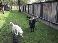 Bild 1 Tierpension Niederau in Niederau