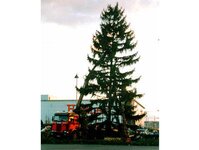 Bild 7 Baumpflege & Baumfällung Bach GbR in Drebach