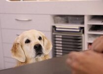 Bild 5 Kleintierzentrum am Schmelzbach Fachpraxis für Kleintiermedizin in Wilkau-Haßlau