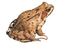 Bild 2 Zur Alten Unke Inh. Martina Kunde in Radebeul