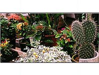 Bild 5 Schumann in Sebnitz