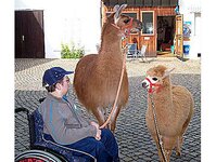Bild 3 Lama-Ponyhof Inh. Schittko in Langenbernsdorf