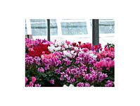 Bild 33 Blumenpavillon Miller in Neustadt in Sachsen