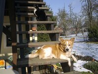 Bild 5 Tierpension Niederau in Niederau