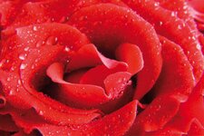 Bild 1 Schmidt in Panschwitz-Kuckau