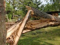 Bild 10 Baum-Haus-Service in Elstra