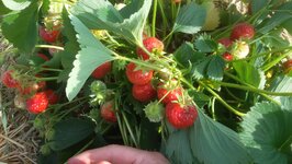 Bild 3 Sven Strauß Landtechnik in Langenbernsdorf