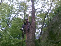 Bild 3 Baumdienst Harzer in Dresden