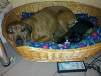 Bild 4 Tierpension Niederau in Niederau