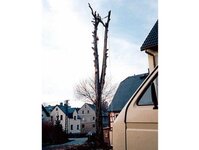 Bild 8 Baumpflege & Baumfällung Bach GbR in Drebach