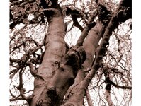 Bild 1 Baumpflege Fleischer in Dresden