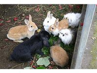 Bild 3 Tierpension Niederau in Niederau