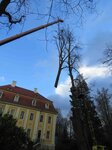 Bild 6 Andreas Deppner Baumpflege in Radebeul