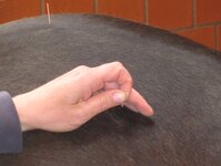 Bild 1 Pferdepraxis Dr. Steiff in Tübingen