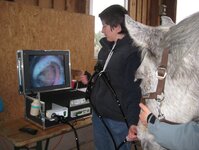 Bild 2 Pferdepraxis Dr. Steiff in Tübingen