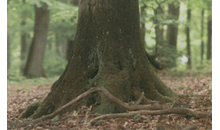 Kundenbild groß 1 Bestattungshaus Jagott