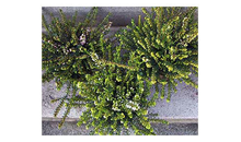 Kundenbild groß 3 Gartenbau Ernst Risse Inh. Reinhild Hellenberg