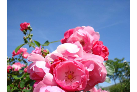 Bildergallerie Rippel Willhelm Gärtnereibetrieb Uettingen