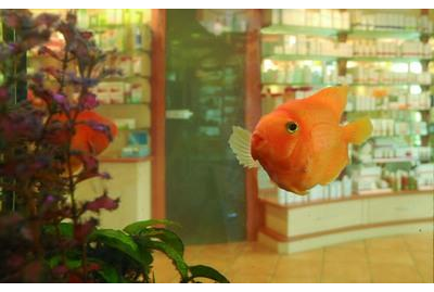 Eigentümer Bilder Franken Apotheke Inh. Ramona Ullrich Bad Neustadt