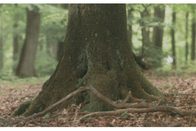 Bildergallerie Bestattungshaus Jagott Roth