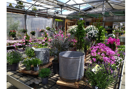 Bildergallerie Gartenland Rabovsky e.K. Neumarkt